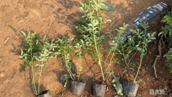 高度40厘米四季玫瑰