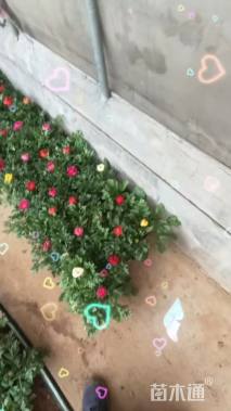 高度16厘米牡丹