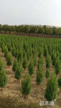 高度60厘米塔桧