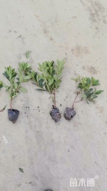 高度30厘米毛鹃