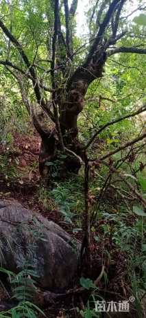 高度400厘米青香木