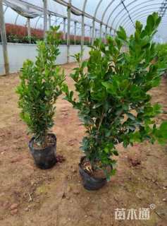 高度40厘米瓜子黄杨