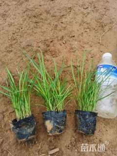 高度50厘米柳枝稷