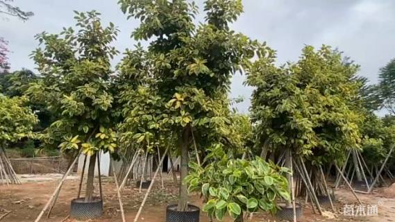 高度500厘米富贵榕