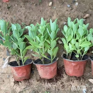 高度35厘米八宝景天