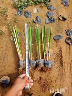 高度50厘米水葱