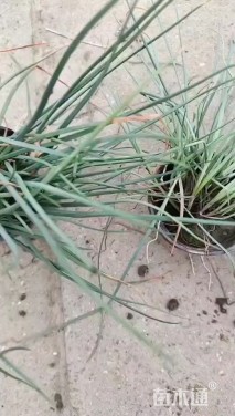 高度25厘米红花葱兰