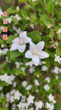 高度120厘米大花溲疏