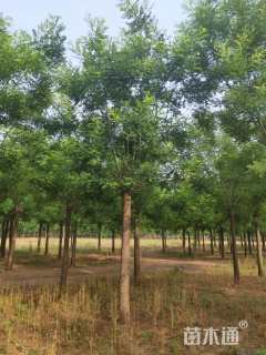 15公分国槐