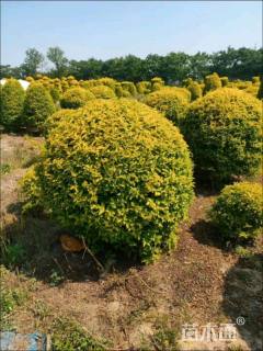 冠幅100厘米金冠女贞球