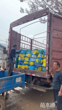 高度40厘米落新妇