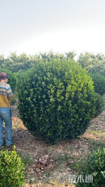 冠幅180厘米卫矛球