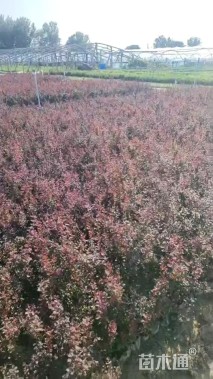 高度40厘米红叶小檗