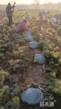 高度30厘米黑松