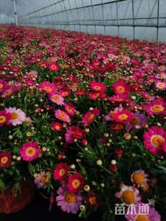 高度35厘米玛格丽特花