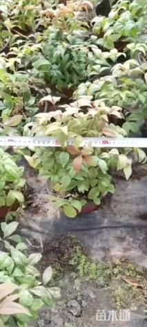 高度20厘米火焰南天竹