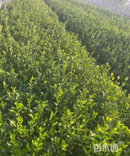 高度50厘米大叶黄杨