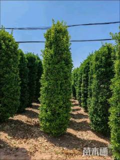 高度200厘米大叶黄杨柱