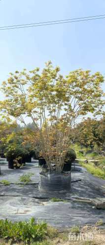 高度100厘米密叶槭