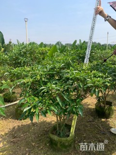 高度120厘米狗牙花