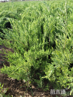 高度50厘米沙地柏