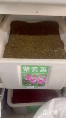 绿化种籽紫云英种子