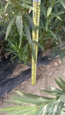 高度120厘米夹竹桃