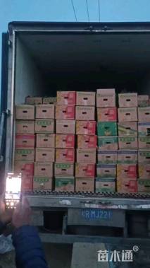 高度40厘米柳枝稷