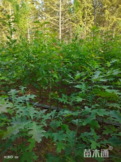 高度150厘米娜塔栎小苗