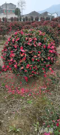 冠幅80厘米茶梅球