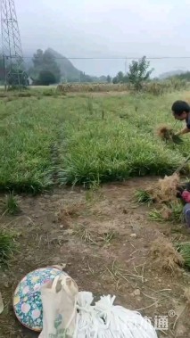 高度20厘米萱草