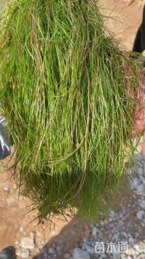 高度60厘米眼子菜