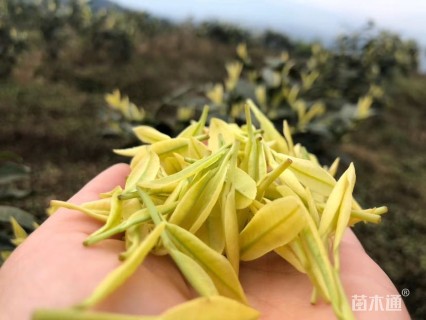 黄金茶苗、基地种植