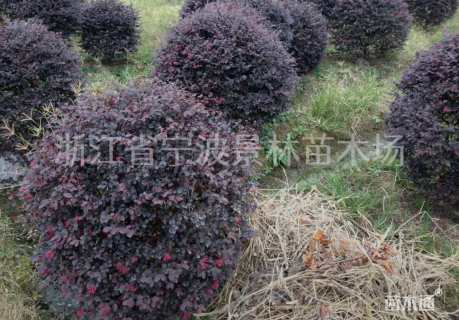 冠幅90厘米红花继木球