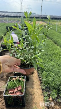 高度20厘米紫菀