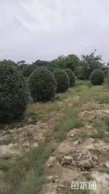 冠幅200厘米红叶石楠球