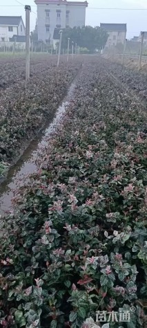30厘米花叶络石
