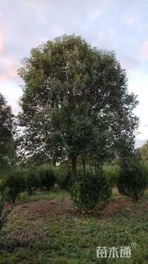 20公分高杆女贞