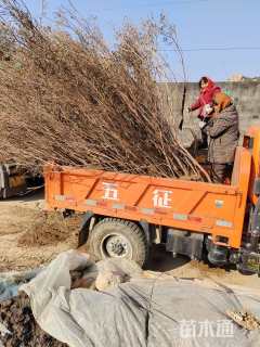 高度120厘米映山红