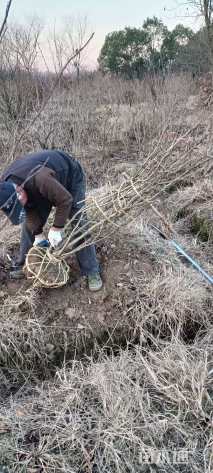 高度100厘米丛生紫荆