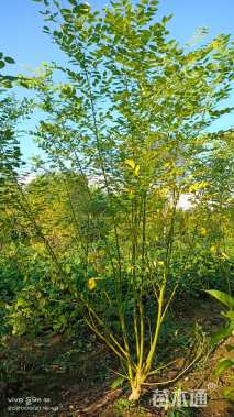 高度150厘米丛生金枝槐