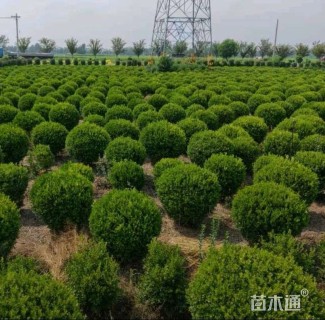 冠幅100厘米瓜子黄杨球