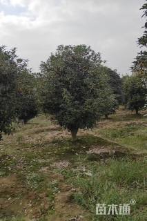 高度250厘米丛生桂花