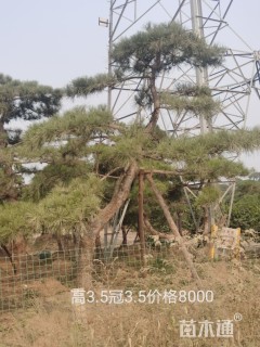 15公分造型油松