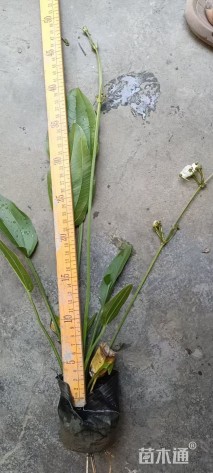 高度30厘米泽泻