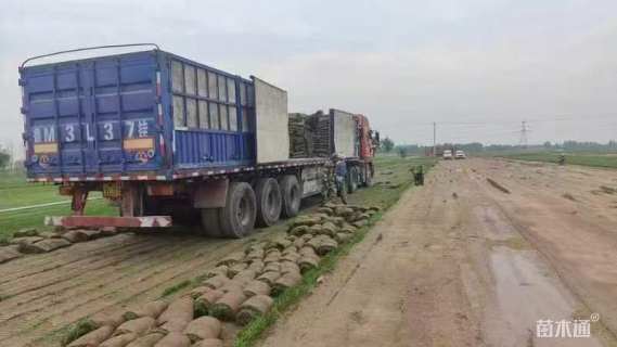 草块状四季青草坪