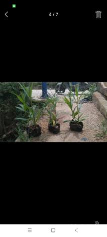 高度30厘米翠芦莉