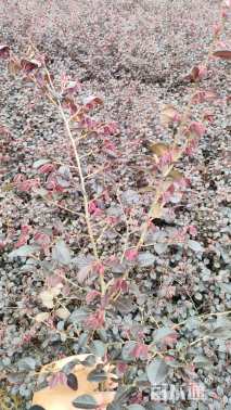 高度40厘米红花继木