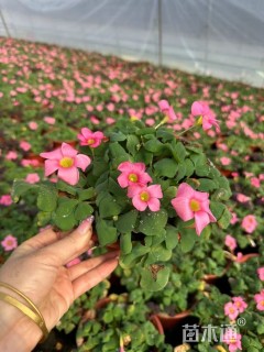 高度10厘米红花酢浆草