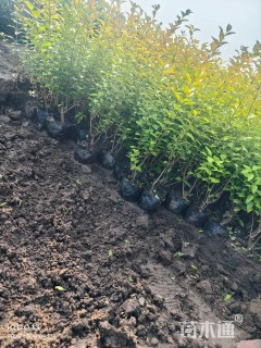 高度35厘米金叶女贞